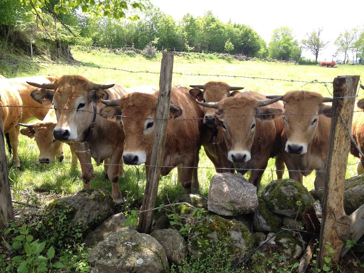 Le Clos De Banes Argences-en-Aubrac Bagian luar foto